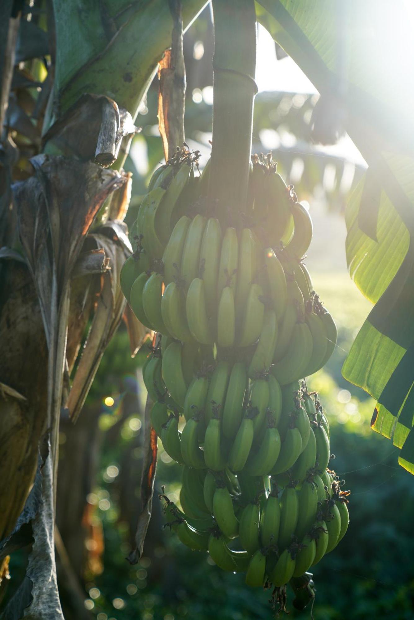 Samana Ecolodge El Limon Bagian luar foto